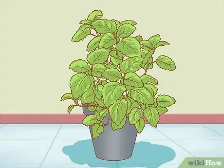 Imagen titulada Protect Your Houseplants from Pets Step 10