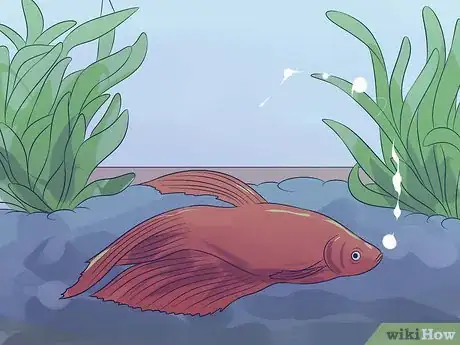 Imagen titulada Cure Betta Fish Diseases Step 7