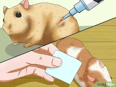 Imagen titulada Take Care of a Found Injured Hamster Step 12