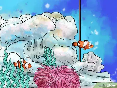 Imagen titulada Breed Clownfish Step 5