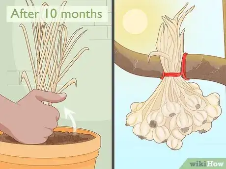 Imagen titulada Grow Garlic Indoors in a Pot Step 17