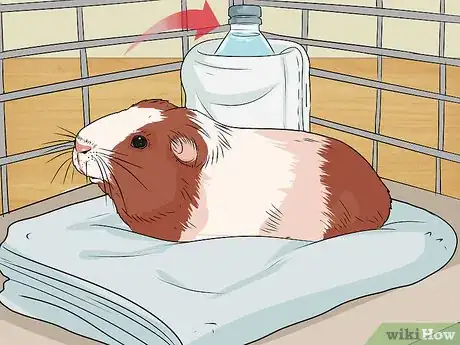 Imagen titulada Care for a Guinea Pig with Pneumonia Step 17