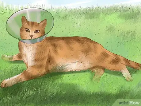 Imagen titulada Treat Dog Bites on Your Cat Step 8