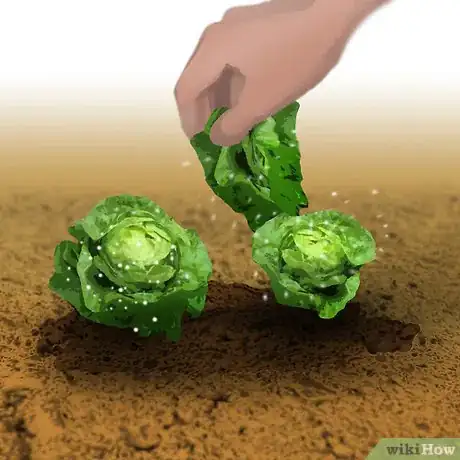 Imagen titulada Grow Organic Lettuce Step 5