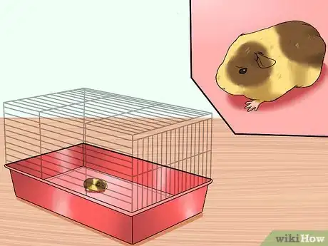 Imagen titulada Get Your Guinea Pig to Stop Biting You Step 3