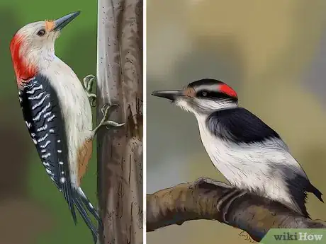 Imagen titulada Tell the Difference Between Downy and Hairy Woodpeckers Step 7