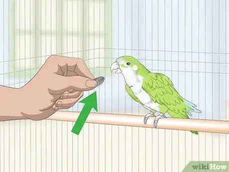 Imagen titulada Teach a Quaker Parrot to Speak Step 7