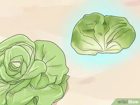 Imagen titulada Harvest Buttercrunch Lettuce Step 5