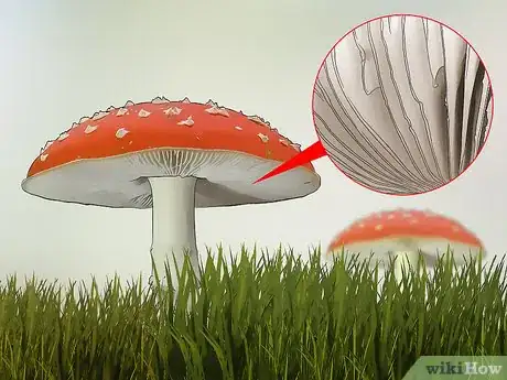 Imagen titulada Identify Poisonous Mushrooms Step 7