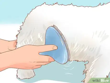 Imagen titulada Take Care of a West Highland White Terrier Step 4