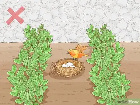 Imagen titulada Protect Peas from Birds Step 11