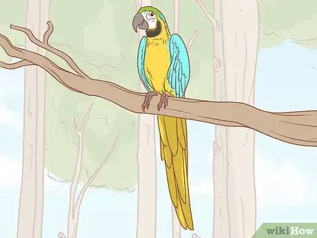 Imagen titulada Identify Parrots Step 1