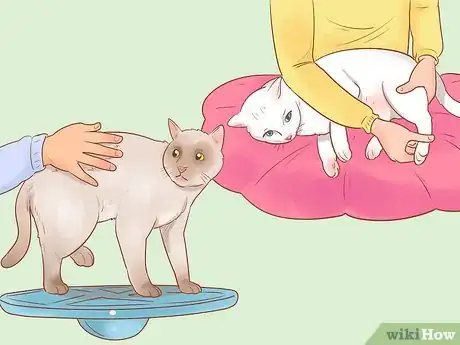 Imagen titulada Help a Cat That Is Dragging Its Rear Legs Step 5