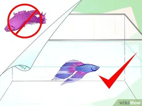 Imagen titulada Make a Female Betta Community Step 5