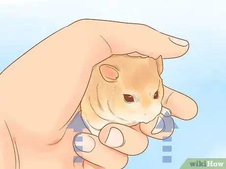 Imagen titulada Pick up a Hamster for the First Time Step 14