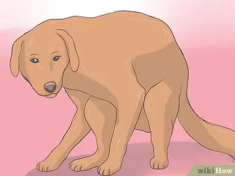 Imagen titulada Collect a Urine Sample from a Female Dog Step 10