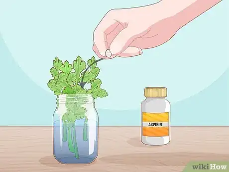 Imagen titulada Grow Parsley from Cuttings Step 5