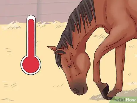 Imagen titulada Cure Colic in Horses and Ponies Step 2