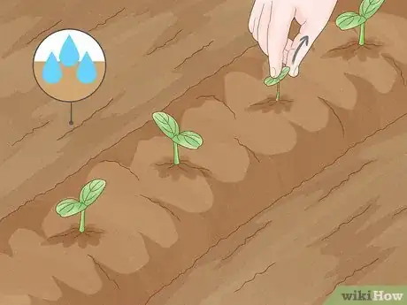 Imagen titulada Grow Watermelons Step 6