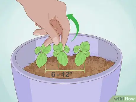 Imagen titulada Grow Basil Indoors Step 13