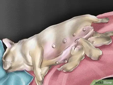 Imagen titulada Breed French Bulldogs Step 10