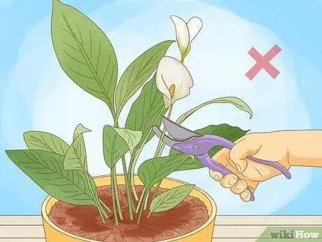 Imagen titulada Get Calla Lilies to Flower Step 17