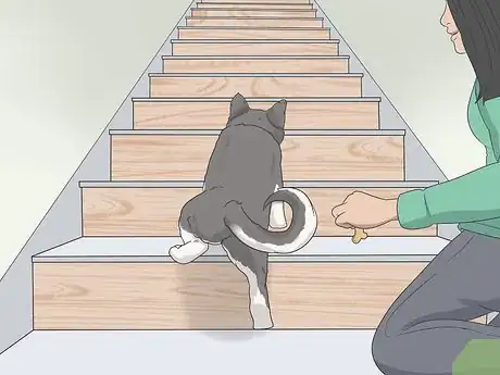Imagen titulada Train a Scared Dog to Go Down the Stairs Step 6