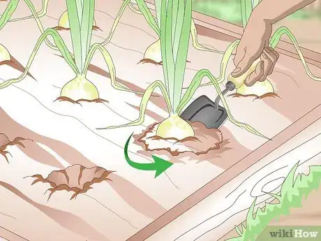 Imagen titulada Harvest Onions Step 4