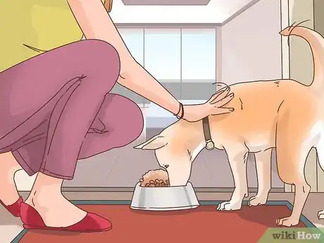 Imagen titulada Make an Outdoor Dog an Indoor Dog As It Ages Step 3