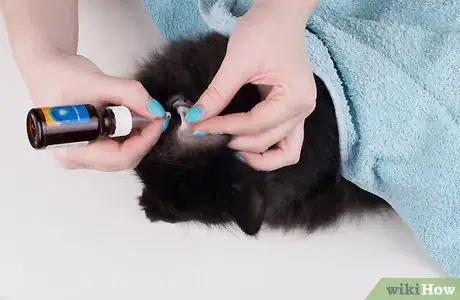 Imagen titulada Remove Ear Wax from Cats Step 7