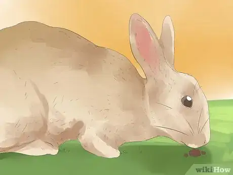 Imagen titulada Understand Your Rabbit Step 11