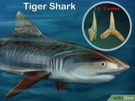 Imagen titulada Identify Shark Teeth Step 6