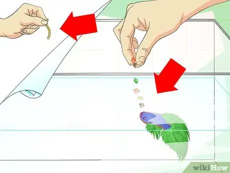 Imagen titulada Make a Female Betta Community Step 4