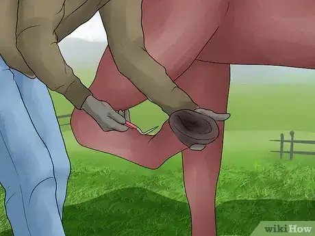 Imagen titulada Pick a Horse Hoof Step 5