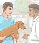 sostener adecuadamente a un dachshund (perro salchicha)