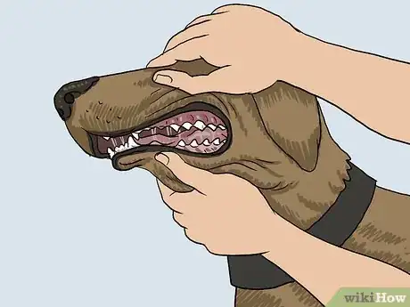Imagen titulada Treat a Panting Dog Step 6