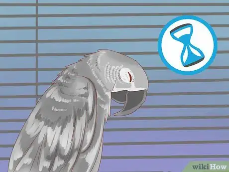 Imagen titulada Treat Feather Picking in African Grey Parrots Step 8