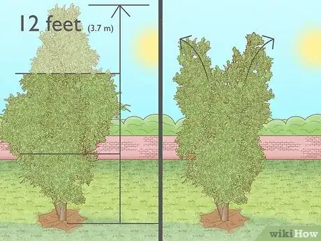 Imagen titulada Plant Jackfruit Step 18