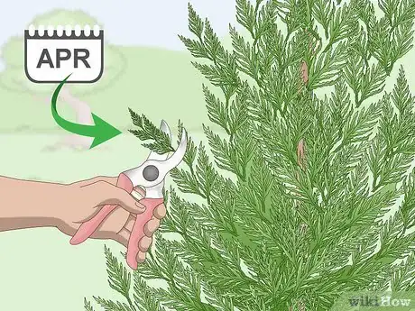 Imagen titulada Prune a Leyland Cypress Step 3