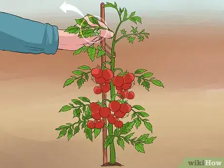 Imagen titulada Prune Tomatoes Step 7