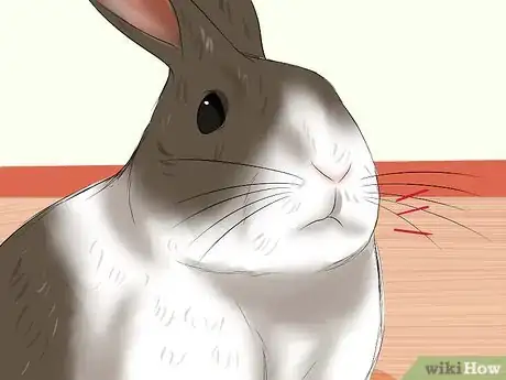 Imagen titulada Diagnose Respiratory Problems in Rabbits Step 2