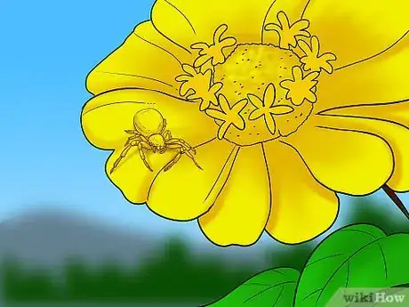 Imagen titulada Identify a Crab Spider Step 8