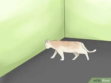 Imagen titulada Tell if Your Cat Is Blind Step 1