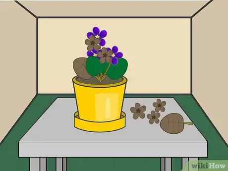 Imagen titulada Grow African Violets Indoors Step 10