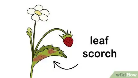 Imagen titulada Identify and Treat Strawberry Diseases Step 6