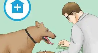quitar goma de mascar del pelo de tu perro