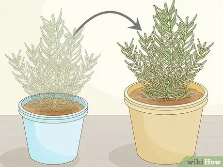 Imagen titulada Grow Rosemary Indoors Step 16