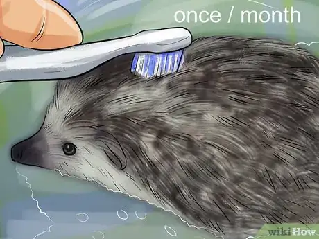 Imagen titulada Bathe a Hedgehog Step 10