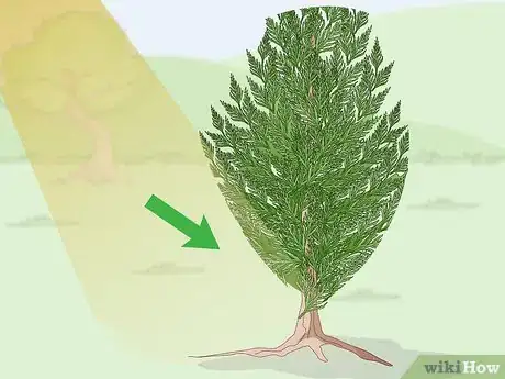 Imagen titulada Prune a Leyland Cypress Step 8