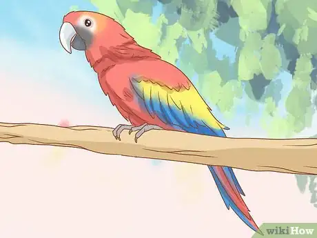 Imagen titulada Identify Parrots Step 8